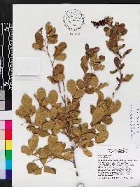 Searsia pyroides var. pyroides image