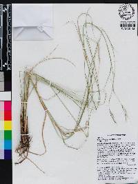 Aristida junciformis image