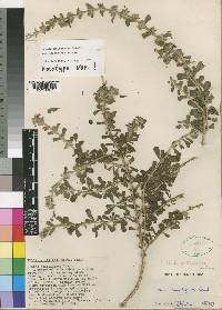 Leucas mwingensis image