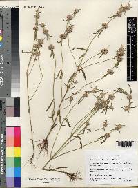Leucas minutiflora image