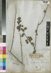 Commiphora africana var. africana image