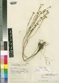 Crotalaria confertiflora image