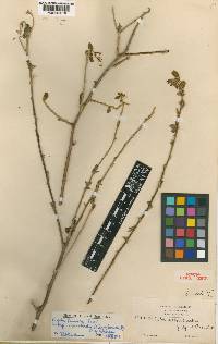 Cadaba farinosa subsp. adenotricha image