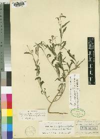 Limeum sulcatum var. scabridum image