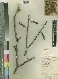 Acacia etbaica subsp. uncinata image