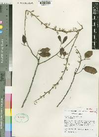 Acacia flagellaris image