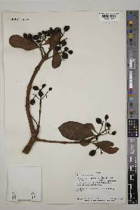 Syzygium guineense subsp. guineense image