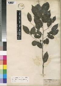 Diospyros abyssinica subsp. abyssinica image