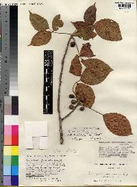 Commiphora eminii subsp. trifoliolata image