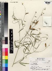 Crotalaria glaucoides image