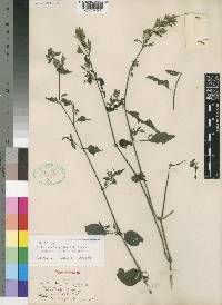 Dicliptera maculata subsp. maculata image