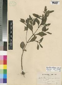 Aeollanthus breviflorus image
