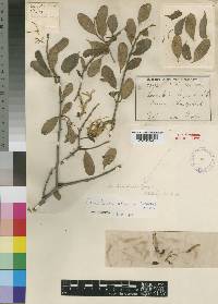 Erianthemum alveatum image