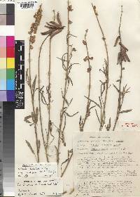Crotalaria lanceolata subsp. contigua image