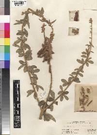 Crotalaria hemsleyi image