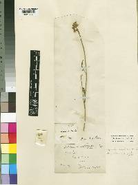 Crotalaria subcapitata image