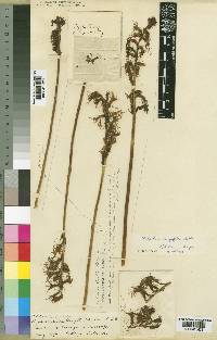 Holothrix longiflora image