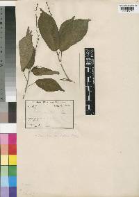 Tannodia tenuifolia var. glabrata image