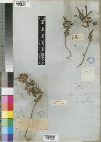 Spermacoce chaetocephala image