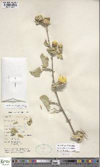 Solanum dennekense image