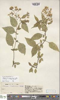 Solanum runsoriense image