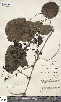 Dioscorea smilacifolia image