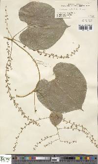 Dioscorea preussii subsp. hylophila image