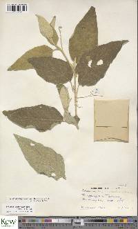Solanum campylacanthum image