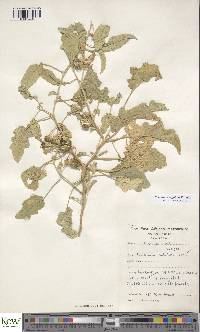 Solanum coagulans image