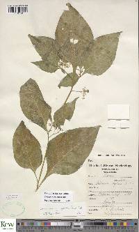 Solanum tarderemotum image