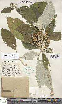 Solanum giganteum image
