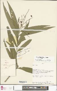Campylospermum louisii image