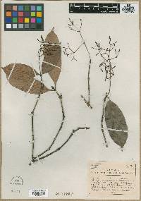 Ixora laxiflora image