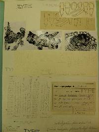 Brachypodium phoenicoides image