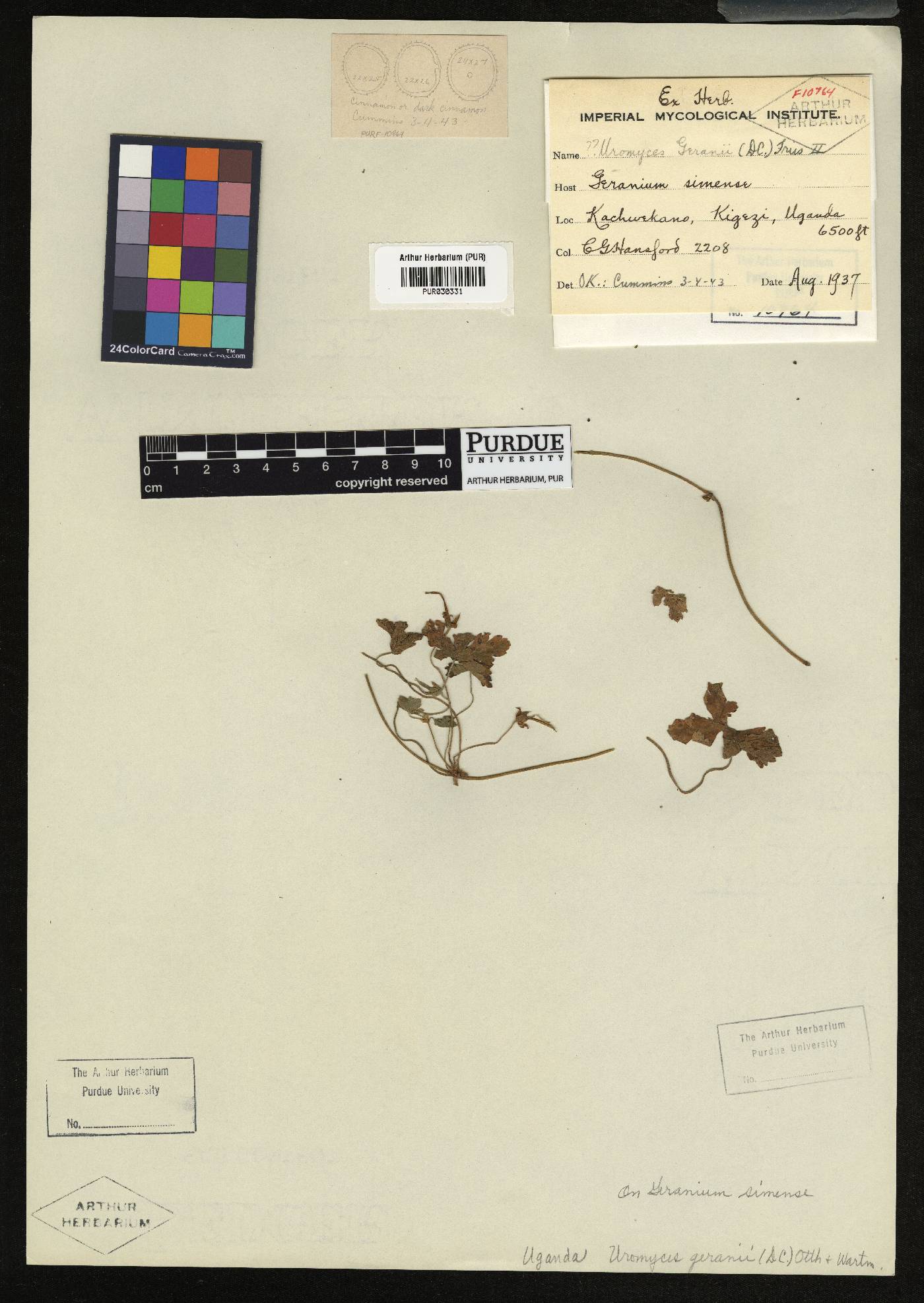 Geranium arabicum subsp. latistipulatum image