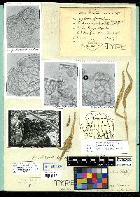 Urochloa eminii image