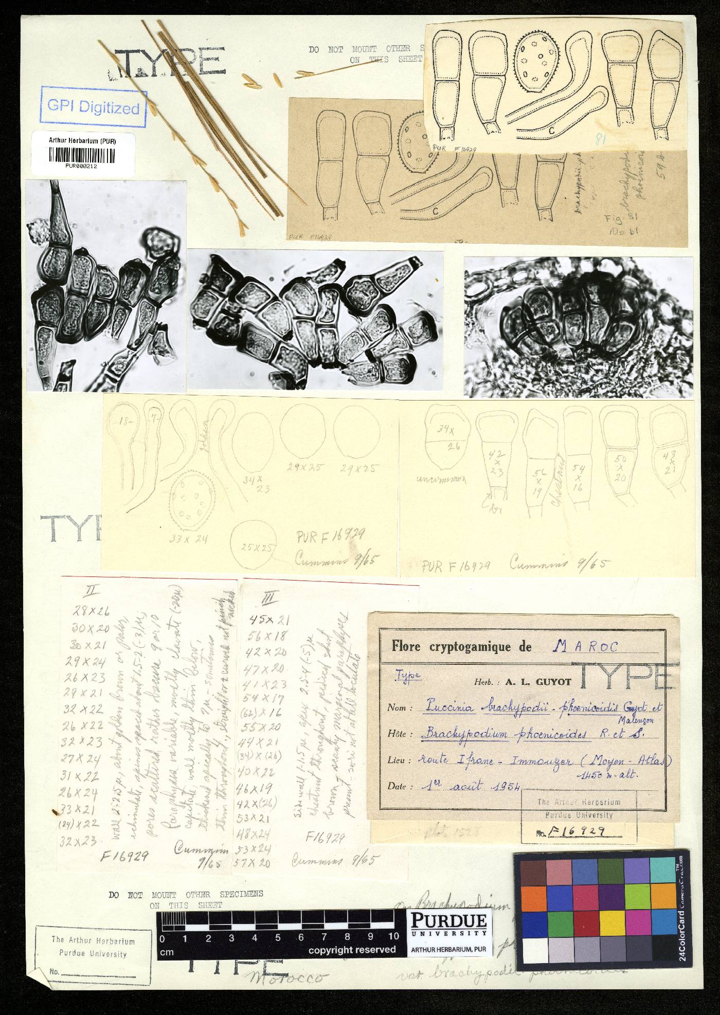 Brachypodium phoenicoides image