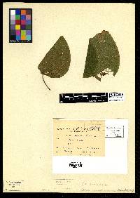 Oncoba dentata image