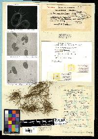 Asparagus laricinus image