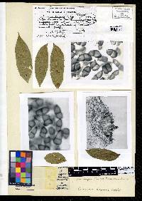 Zanthoxylum davyi image