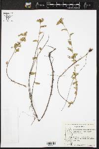 Phyllanthus retinervis image