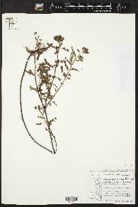 Phyllanthus nyikae image