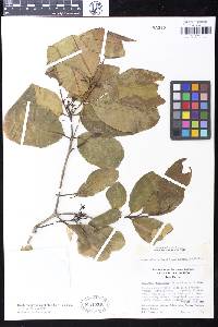 Hunteria zeylanica image