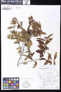 Landolphia parvifolia image