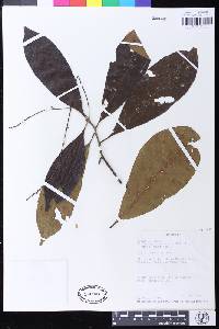 Crotonogyne manniana image
