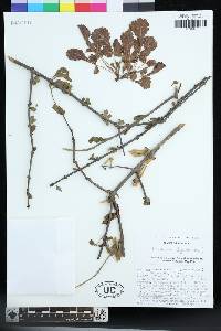 Erianthemum schelei image