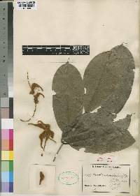 Cnestis macrophylla image