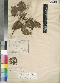 Agelaea rubiginosa image