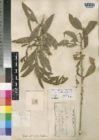 Clutia abyssinica var. pedicellaris image