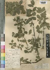 Commiphora caerulea image